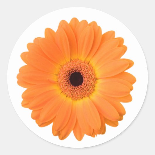 Bright Orange Gerbera Daisy Blume Runder Aufkleber (Vorderseite)