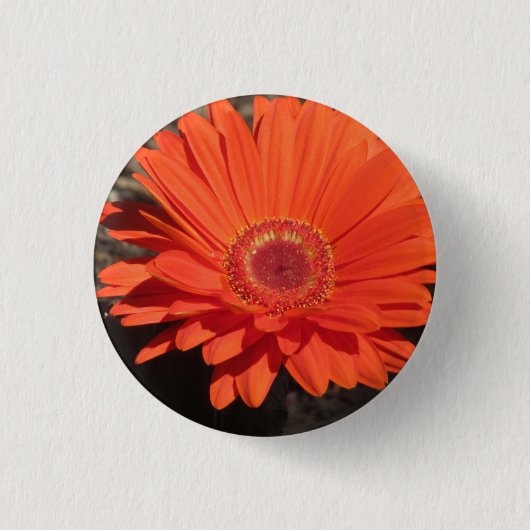 Bright Orange Gerbera Daisy Foto Button (Vorderseite)