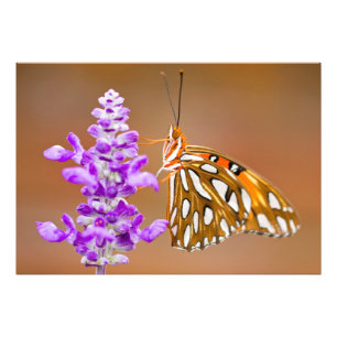 Bright Orange Gulf Fritillary Butterfly Fotodruck