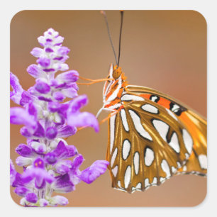 Bright Orange Gulf Fritillary Butterfly Quadratischer Aufkleber