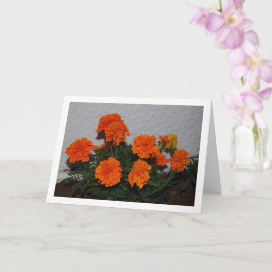Bright Orange Marigold Blume Portrait Karte (Orchidee)