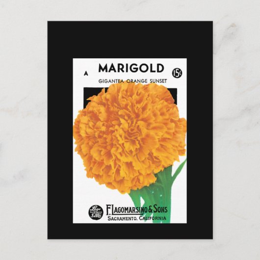 Bright Orange Marigold Postkarte (Vorderseite)