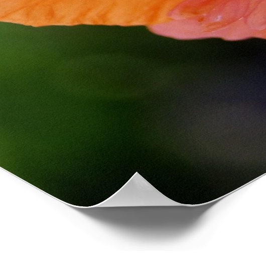 Bright Orange Poppy Poster (Ecke)