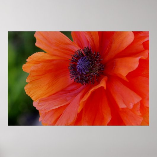 Bright Orange Poppy Poster (Vorne)