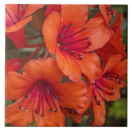 Bright Orange Rhododendron Blooms Floral Fliese