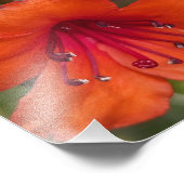 Bright Orange Rhododendron Blooms Floral Fotodruck (Ecke)
