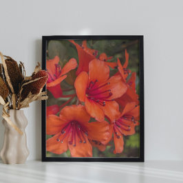Bright Orange Rhododendron Blooms Floral Fotodruck