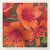 Bright Orange Rhododendron Blooms Floral Glasuntersetzer (Vorderseite)