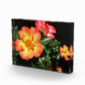 Bright Orange Roses - Dark Aspect Fotoblock (Rechts)