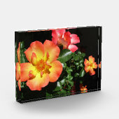 Bright Orange Roses - Dark Aspect Fotoblock (Links)