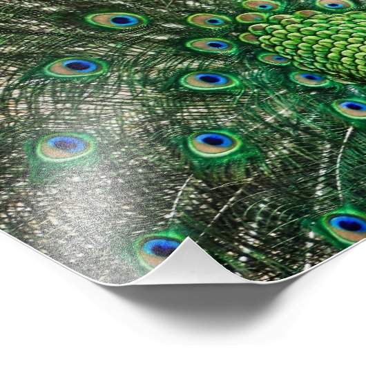 Bright Peacock Fotodruck (Ecke)