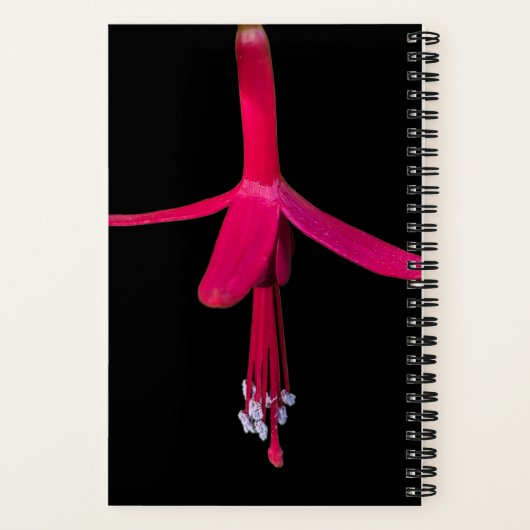 Bright Pink Fuchsia Flower on Black Notizblock (Rückseite)
