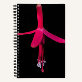 Bright Pink Fuchsia Flower on Black Notizblock
