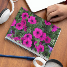 Bright Pink Petunias Floral