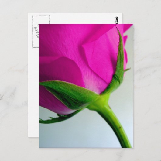 Bright PInk Rose Postkarte (Vorne/Hinten)