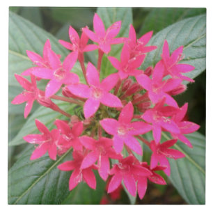 Bright Pink Tropical Flowers Fliese