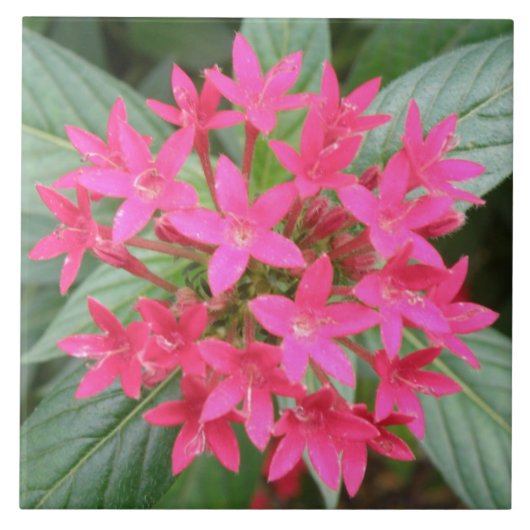 Bright Pink Tropical Flowers Fliese (Vorderseite)