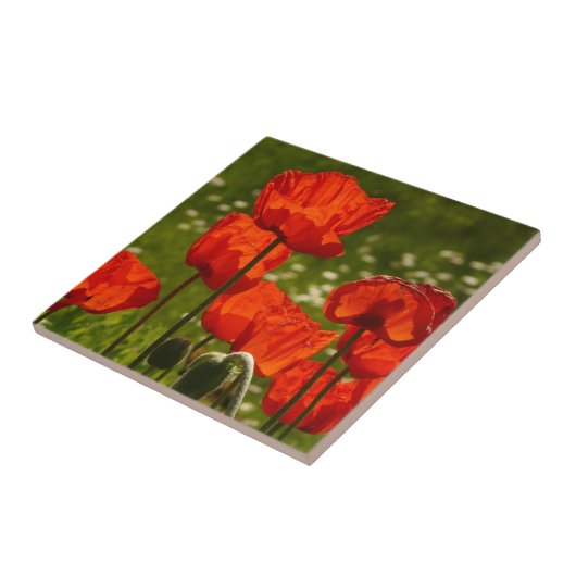 Bright Poppies Close Up Photo Fliese (Seite)