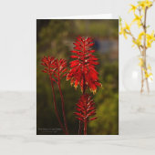 Bright Red Aloe Vera Blume Karte (Gelbe Blume)