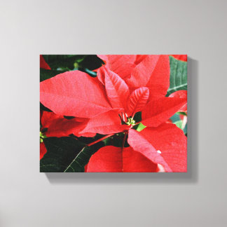 Bright Red Christmas Poinsettia Leinwanddruck