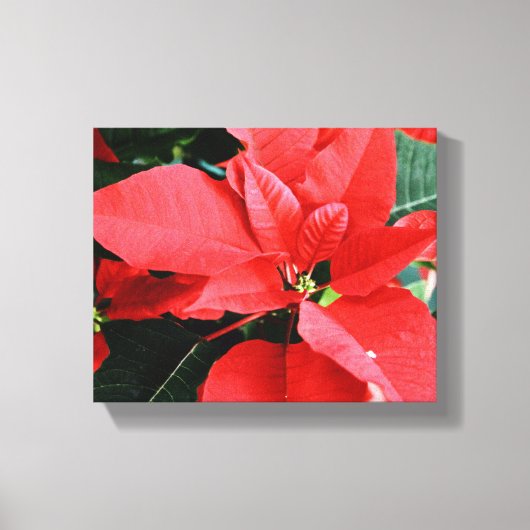 Bright Red Christmas Poinsettia Leinwanddruck (Vorderseite)