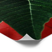 Bright Red Christmas Poinsettia Poster (Ecke)