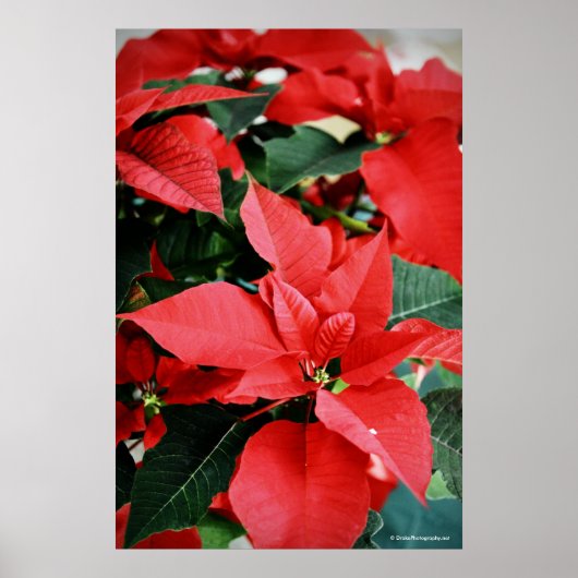 Bright Red Christmas Poinsettia Poster (Vorne)