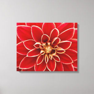 Bright Red Dahlia Closeup Leinwanddruck