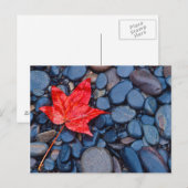 Bright Red Fall Leaf Postkarte (Vorne/Hinten)