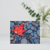 Bright Red Fall Leaf Postkarte (Stehend Vorderseite)