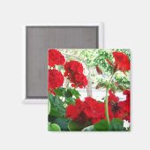 Bright Red Geraniums Garden Gift Magnet (Vorderseite/Rückseite)