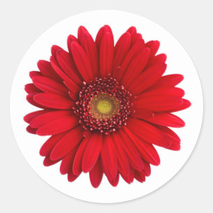 Bright Red Gerbera Daisy Blume Runder Aufkleber