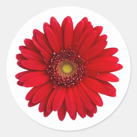 Bright Red Gerbera Daisy Blume Runder Aufkleber (Vorderseite)