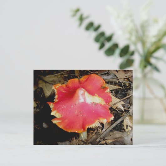 Bright Red Mushroom Postcard Postkarte (Stehend Vorderseite)