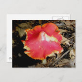 Bright Red Mushroom Postcard Postkarte (Vorne/Hinten)