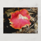 Bright Red Mushroom Postcard Postkarte (Vorderseite)