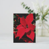 Bright Red Pointsettia Postkarte (Stehend Vorderseite)