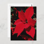 Bright Red Pointsettia Postkarte (Vorne/Hinten)