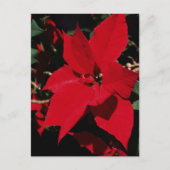 Bright Red Pointsettia Postkarte (Vorderseite)