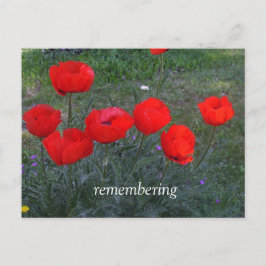 Bright Red Poppies Postkarte