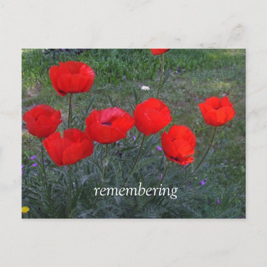 Bright Red Poppies Postkarte (Vorderseite)