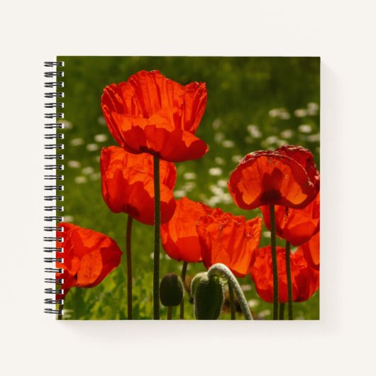 Bright Red Poppy Field Notizblock (Vorderseite)