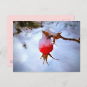 Bright Red Rosehip in Winter Snow Postkarte (Vorne/Hinten)
