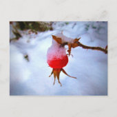 Bright Red Rosehip in Winter Snow Postkarte (Vorderseite)