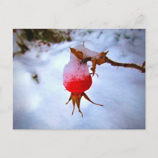 Bright Red Rosehip in Winter Snow Postkarte (Vorderseite)