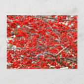 Bright Red Winterberries Holly Trees Berries Postkarte (Vorderseite)