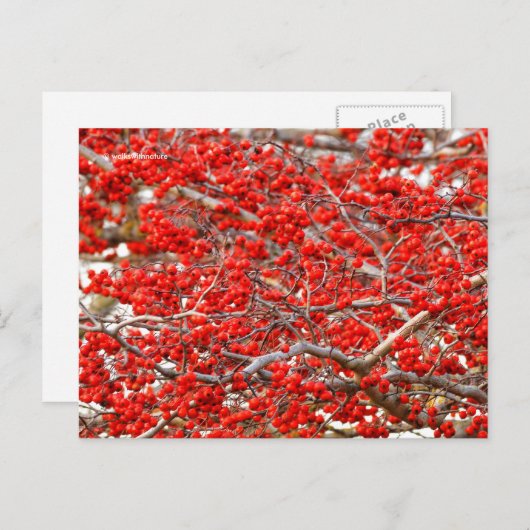 Bright Red Winterberries Holly Trees Berries Postkarte (Vorne/Hinten)