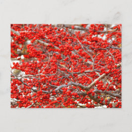 Bright Red Winterberries Holly Trees Berries Postkarte