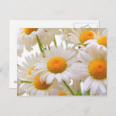 Bright Summer Daisies Blume Postkarte (Vorne/Hinten)