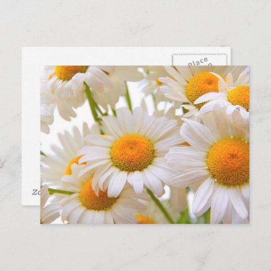 Bright Summer Daisies Blume Postkarte (Vorne/Hinten)